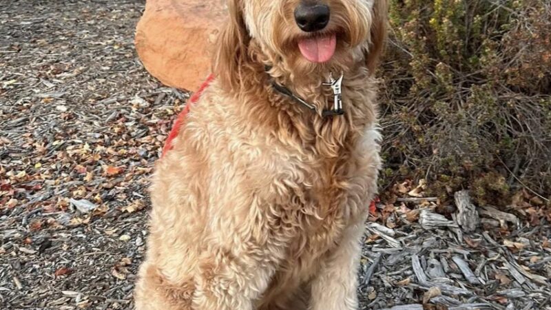 Park City Dog Center - Kamas, UT