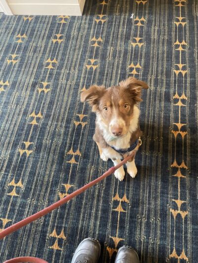 Park City Dog Center - Kamas, UT