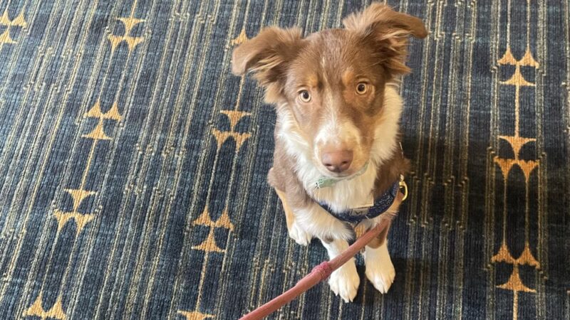 Park City Dog Center - Kamas, UT
