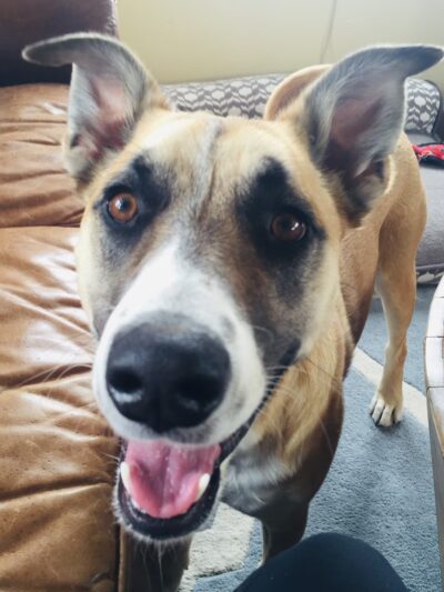 Park City Dog Center - Kamas, UT