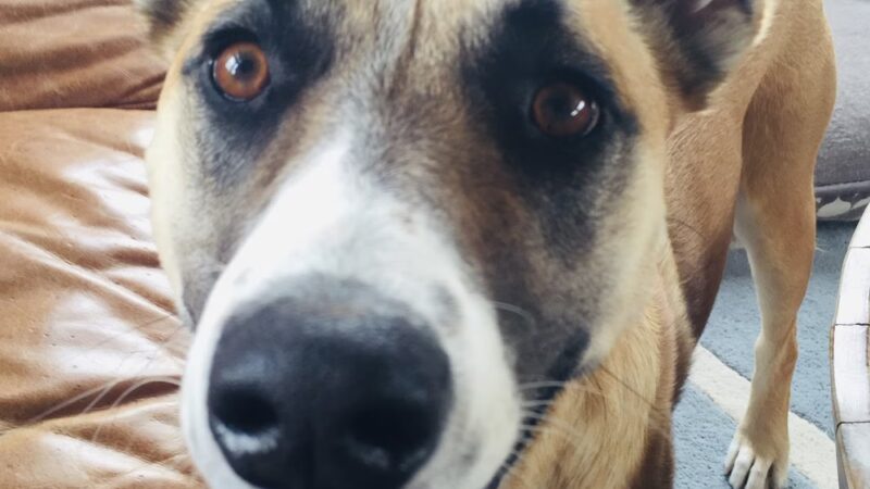 Park City Dog Center - Kamas, UT