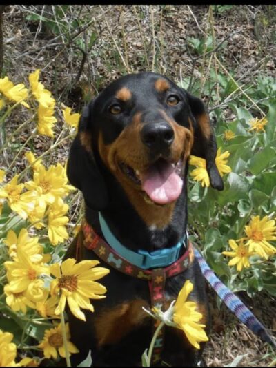 Park City Dog Center - Kamas, UT
