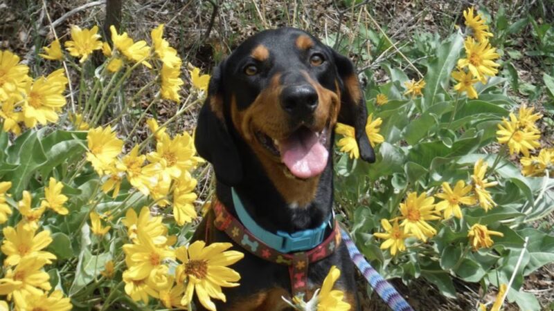 Park City Dog Center - Kamas, UT