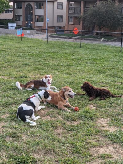 Dog Park - Kansas City, MO