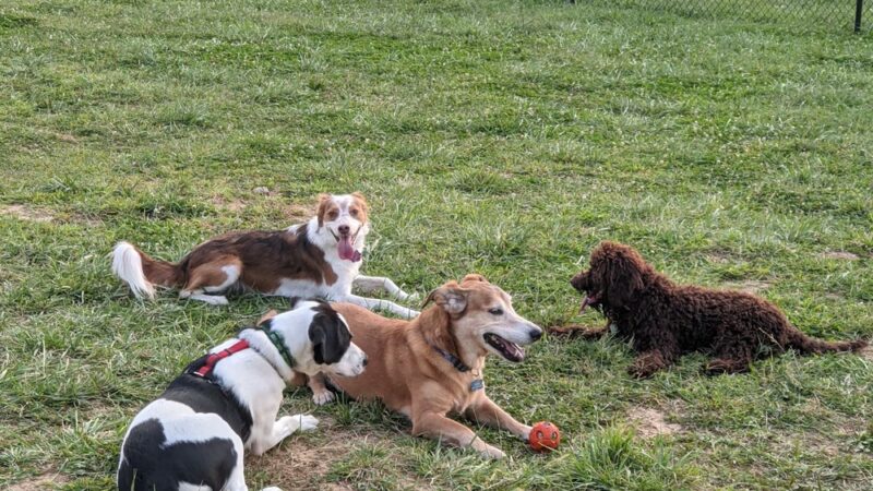 Dog Park - Kansas City, MO