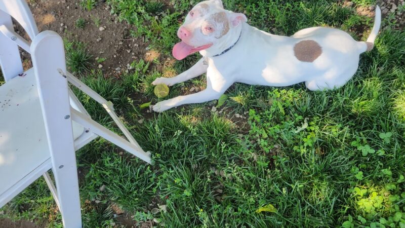 Dog Park - Kansas City, MO