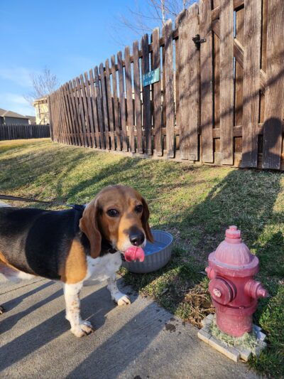 Doggy Pit Stop - Kansas City, MO