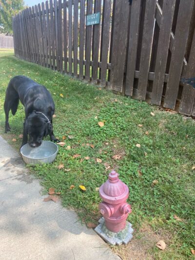 Doggy Pit Stop - Kansas City, MO