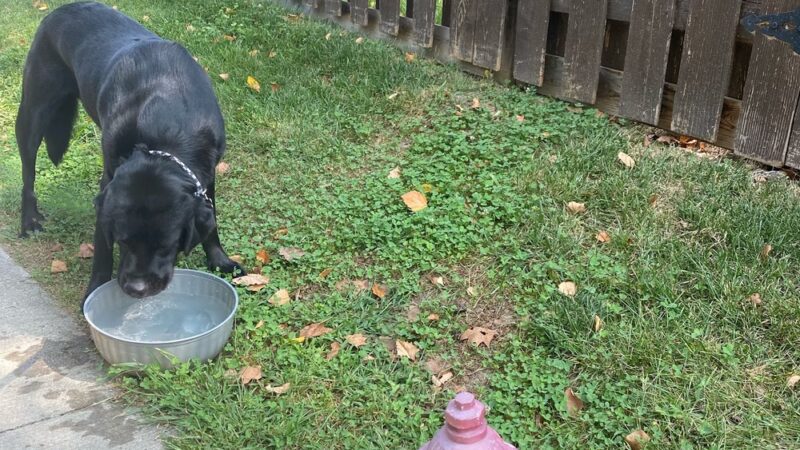 Doggy Pit Stop - Kansas City, MO
