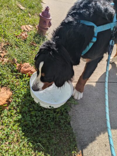 Doggy Pit Stop - Kansas City, MO