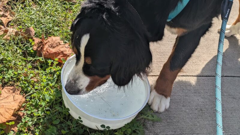 Doggy Pit Stop - Kansas City, MO