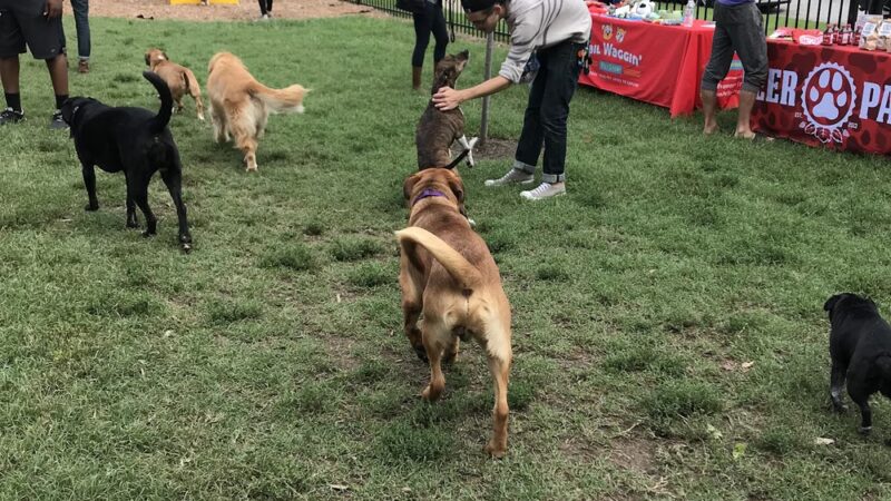 Gillham Dog Park - Kansas City, MO