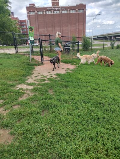 River Market Dog Park - Kansas City, MO