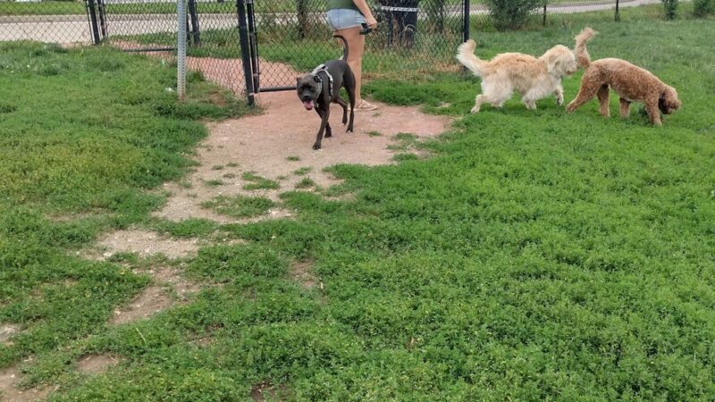 River Market Dog Park - Kansas City, MO