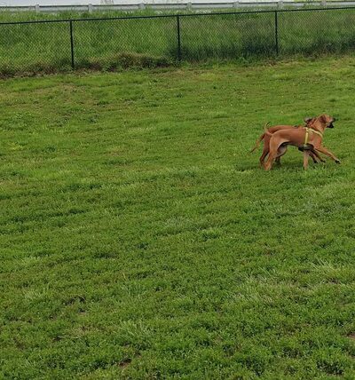 River Market Dog Park - Kansas City, MO