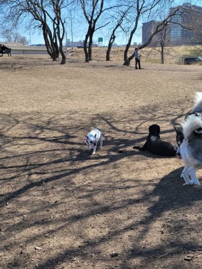 River Market Dog Park - Kansas City, MO