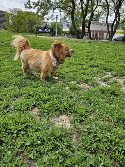 River Market Dog Park - Kansas City, MO