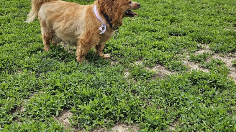 River Market Dog Park - Kansas City, MO