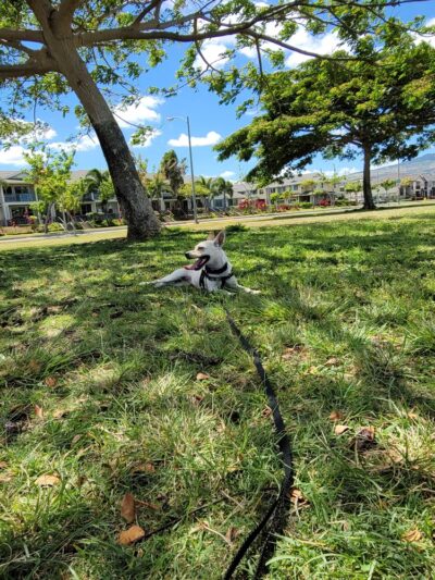 Mehana Neighborhood Park (Kapolei Greens) - Kapolei, HI