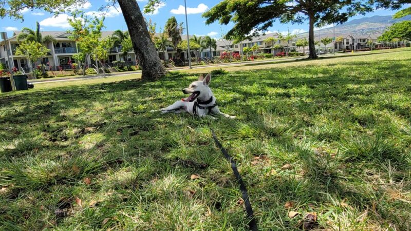 Mehana Neighborhood Park (Kapolei Greens) - Kapolei, HI