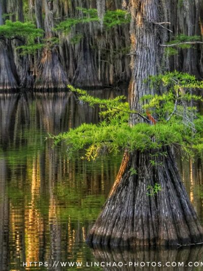 Caddo Lake State Park - Karnack, TX