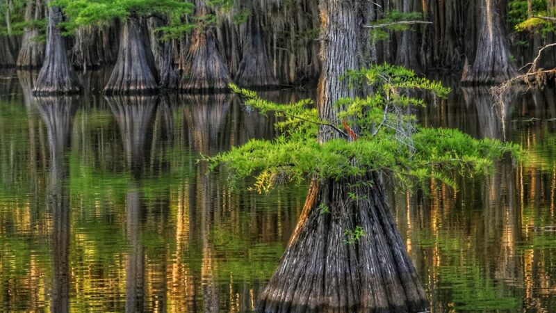 Caddo Lake State Park - Karnack, TX