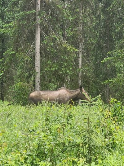 Crooked Creek State Recreation Site - Kasilof, AK
