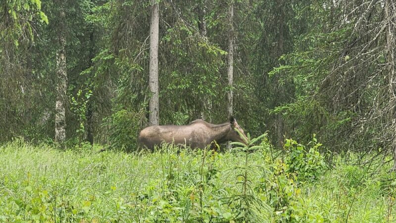 Crooked Creek State Recreation Site - Kasilof, AK