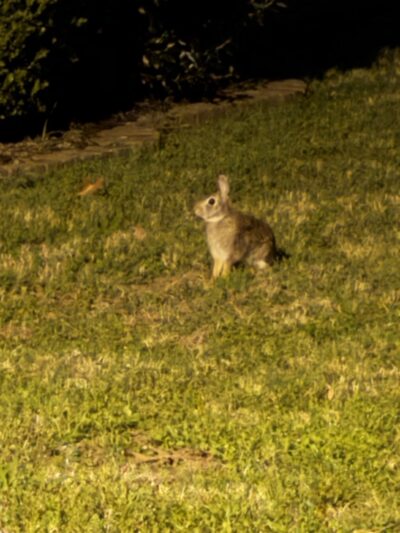 Cinco Ranch II Park at Park Place - Katy, TX
