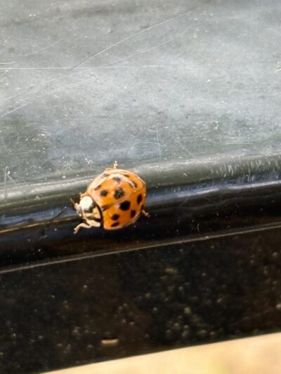 Cinco Ranch II Park at Park Place - Katy, TX