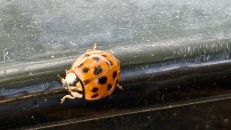 Cinco Ranch II Park at Park Place - Katy, TX