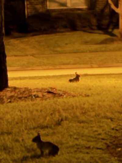 Cinco Ranch II Park at Park Place - Katy, TX