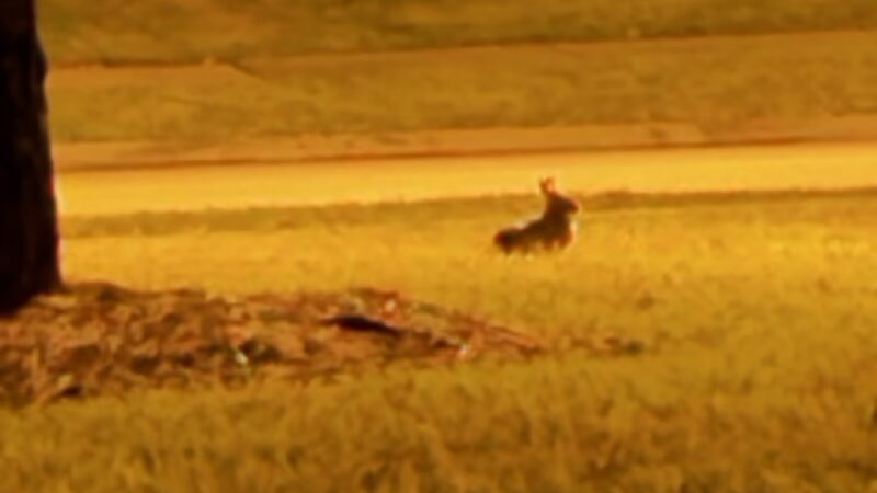 Cinco Ranch II Park at Park Place - Katy, TX