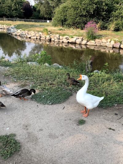 Barnes Park - Kaysville, UT