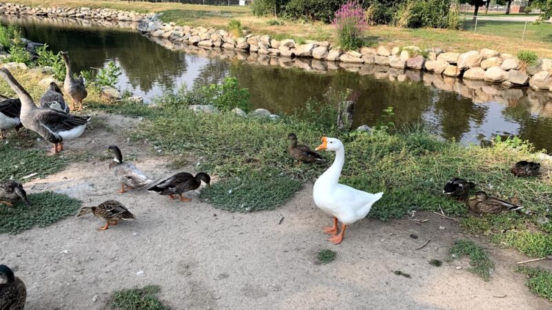 Barnes Park - Kaysville, UT