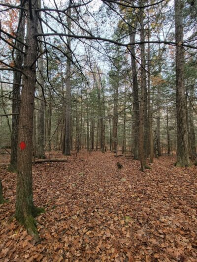 Red Diamond Trailhead @ Horatio Colony Preserve - Keene, NH