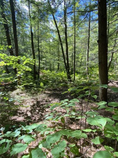 Ridgeline Trail @ Horatio Colony Preserve - Keene, NH