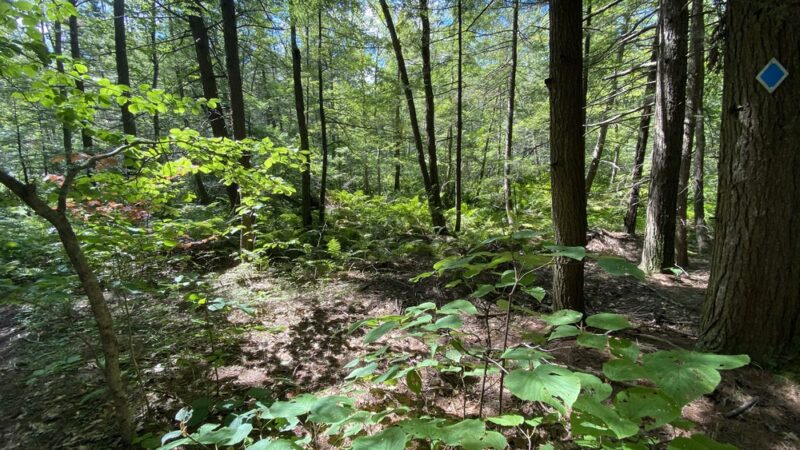 Ridgeline Trail @ Horatio Colony Preserve - Keene, NH