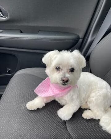 Pet Spa - Kenilworth, NJ