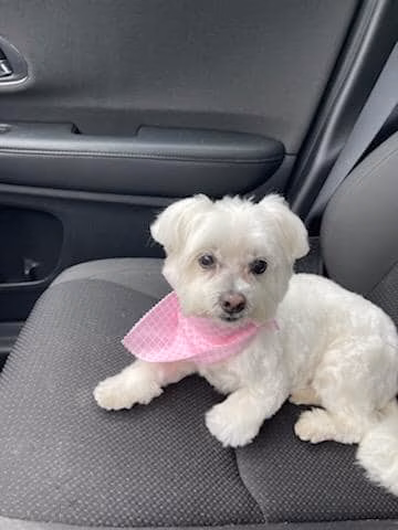 Pet Spa - Kenilworth, NJ
