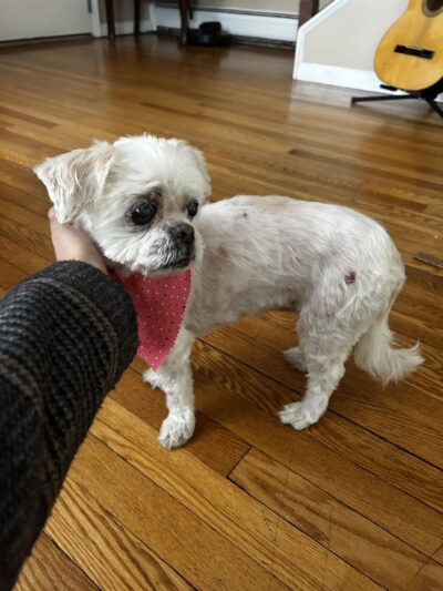 Pet Spa - Kenilworth, NJ