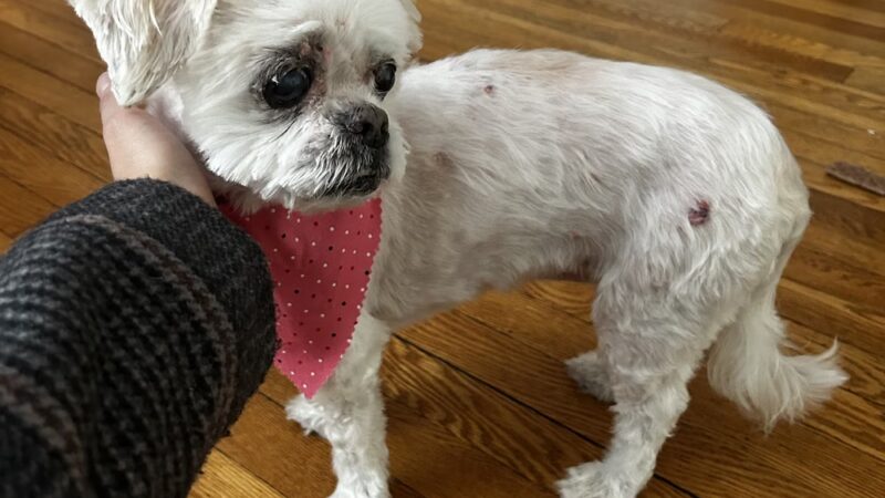 Pet Spa - Kenilworth, NJ