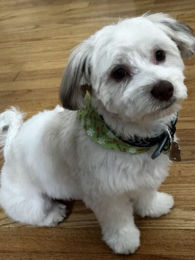 Pet Spa - Kenilworth, NJ