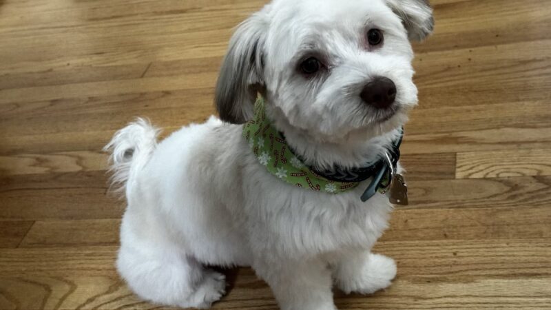 Pet Spa - Kenilworth, NJ