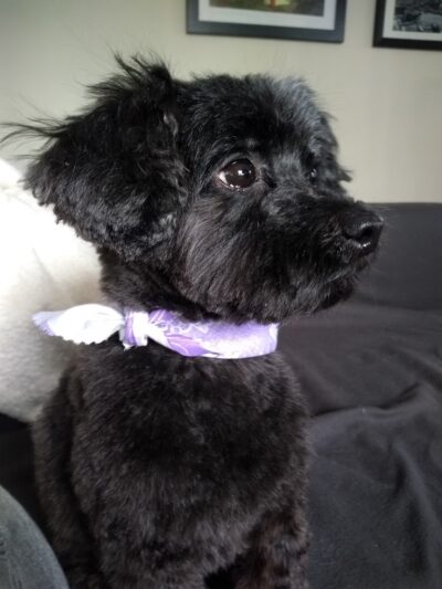 Pet Spa - Kenilworth, NJ