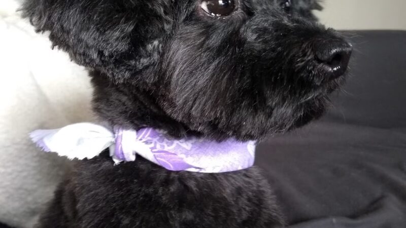 Pet Spa - Kenilworth, NJ