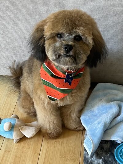 Pet Spa - Kenilworth, NJ