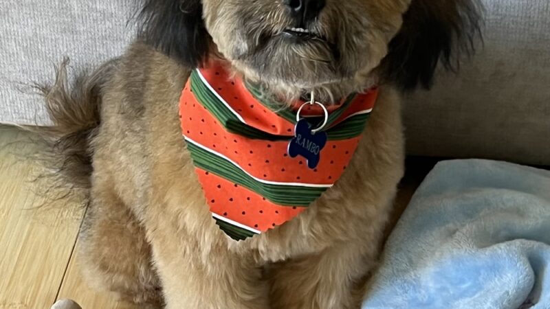 Pet Spa - Kenilworth, NJ