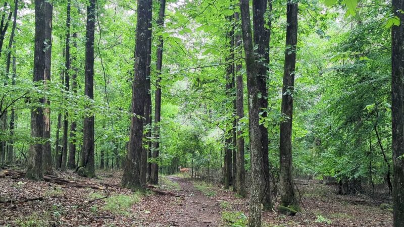 Kennesaw Mountain National Battlefield Park - Kennesaw, GA