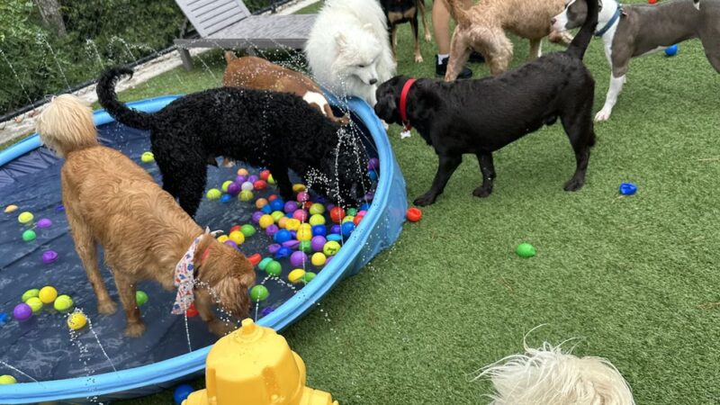 Pet Play Place - Kennesaw, GA